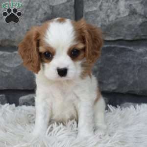 Buddy, Cavalier King Charles Spaniel Puppy