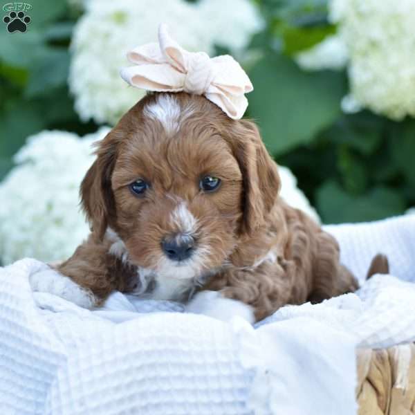 Josie, Mini Goldendoodle Puppy