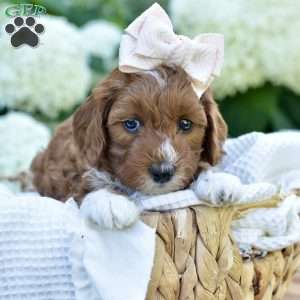 Josie, Mini Goldendoodle Puppy