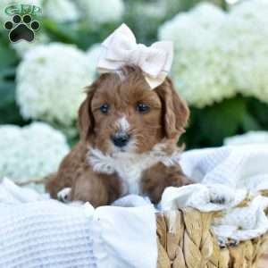 Josie, Mini Goldendoodle Puppy