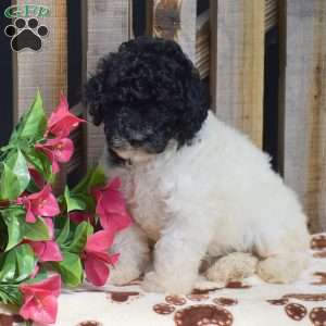 Gunner, Toy Poodle Puppy