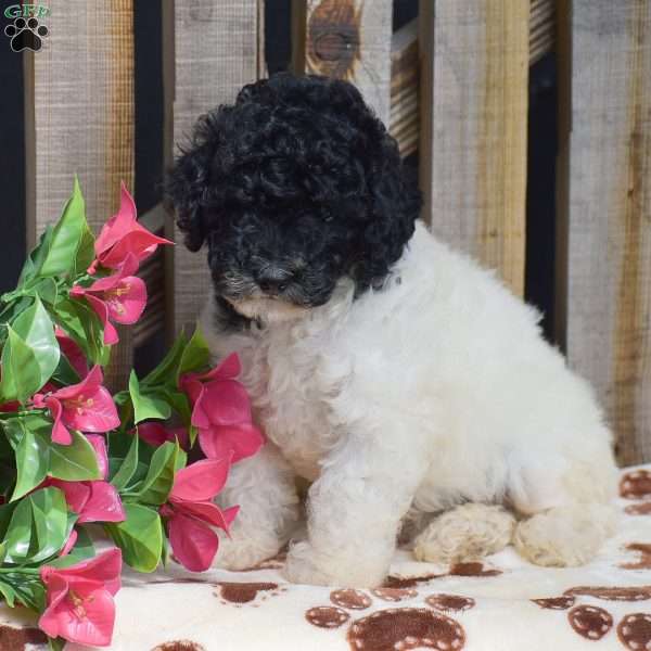 Gunner, Toy Poodle Puppy