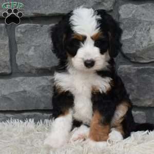 Blossom, Mini Bernedoodle Puppy