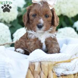 Josie, Mini Goldendoodle Puppy