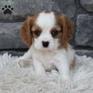 Buddy, Cavalier King Charles Spaniel Puppy