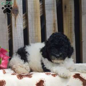Gunner, Toy Poodle Puppy