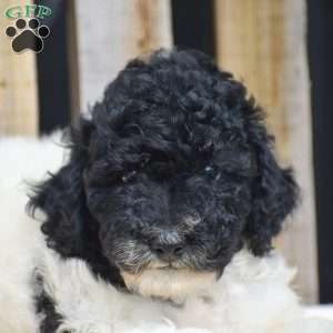 Gunner, Toy Poodle Puppy