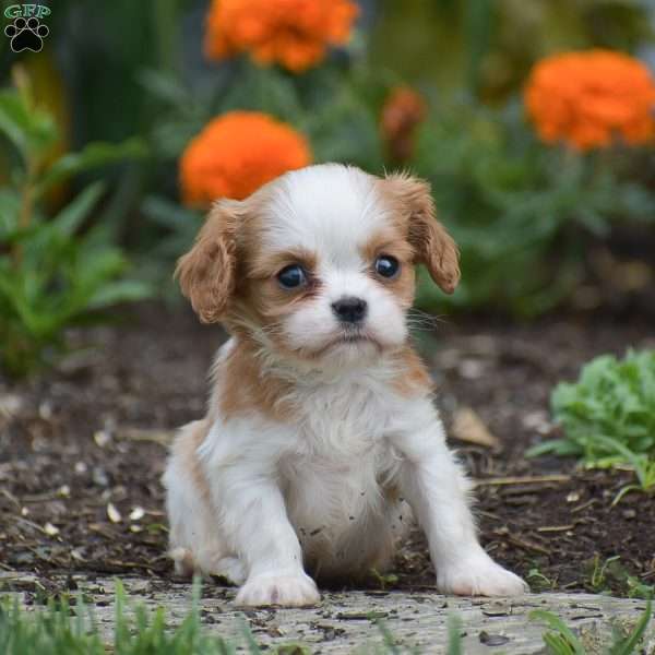 Timothy, Cavalier King Charles Spaniel Puppy