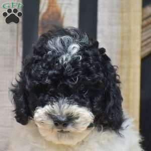 Grayson, Toy Poodle Puppy