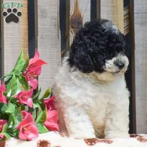 Grayson, Toy Poodle Puppy