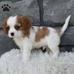Buddy, Cavalier King Charles Spaniel Puppy