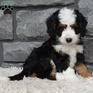 Blossom, Mini Bernedoodle Puppy
