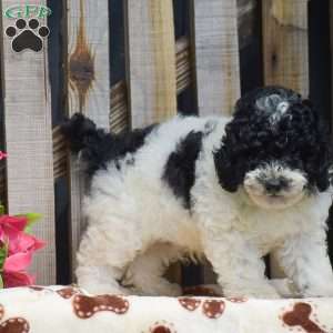 Grayson, Toy Poodle Puppy