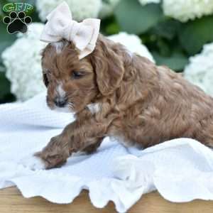 Josie, Mini Goldendoodle Puppy