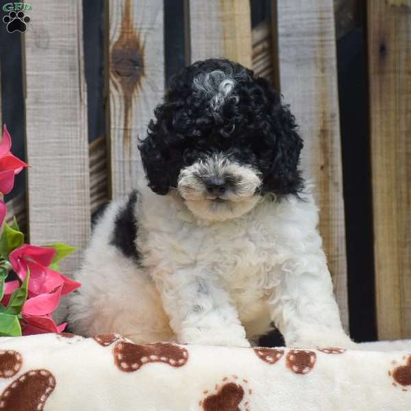 Grayson, Toy Poodle Puppy