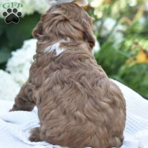 Josie, Mini Goldendoodle Puppy