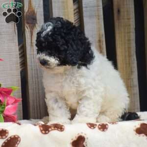 Grayson, Toy Poodle Puppy