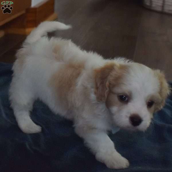 Finn, Cavachon Puppy