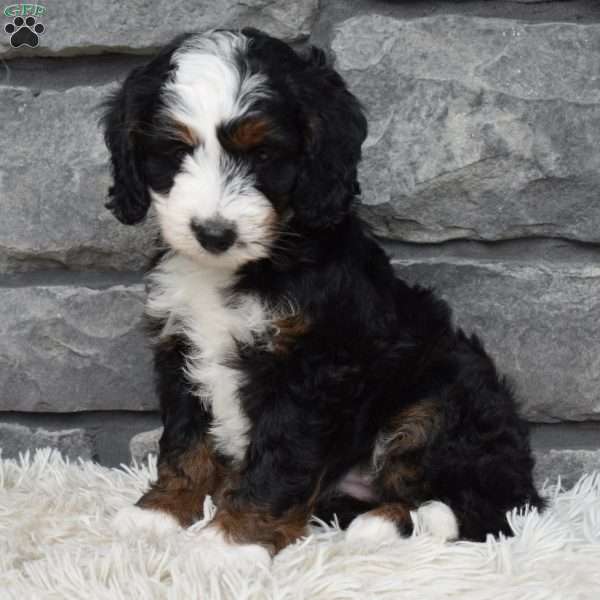 Belle, Mini Bernedoodle Puppy