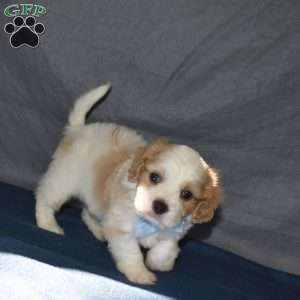 Finn, Cavachon Puppy