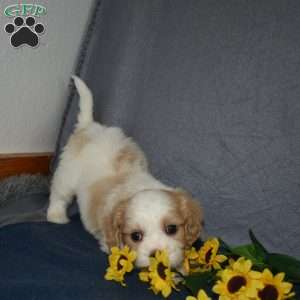 Finn, Cavachon Puppy