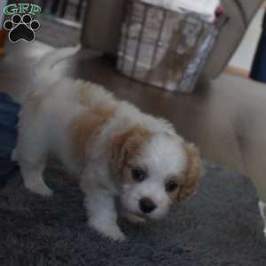 Finn, Cavachon Puppy