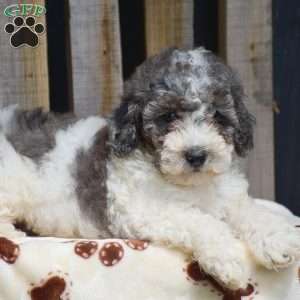Grant, Toy Poodle Puppy