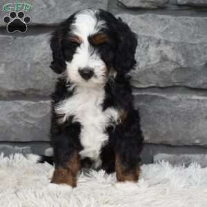 Belle, Mini Bernedoodle Puppy