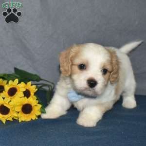 Finn, Cavachon Puppy