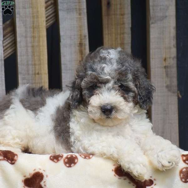 Grant, Toy Poodle Puppy