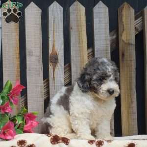 Grant, Toy Poodle Puppy