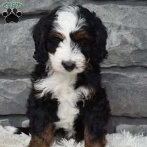 Belle, Mini Bernedoodle Puppy