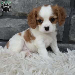 Buddy, Cavalier King Charles Spaniel Puppy