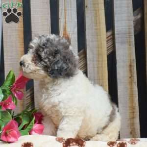 Grant, Toy Poodle Puppy