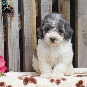Grant, Toy Poodle Puppy