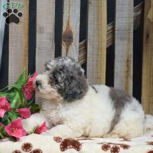 Grant, Toy Poodle Puppy