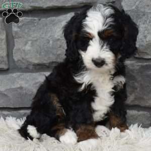 Belle, Mini Bernedoodle Puppy