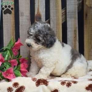 Grant, Toy Poodle Puppy