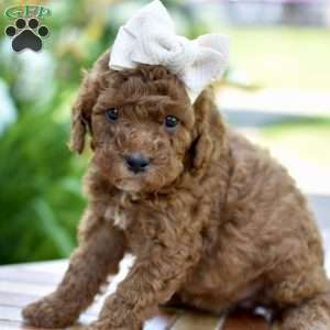 Aria, Mini Goldendoodle Puppy