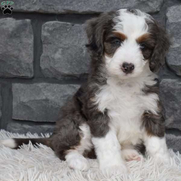 Bonnie, Mini Bernedoodle Puppy