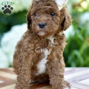 Aria, Mini Goldendoodle Puppy