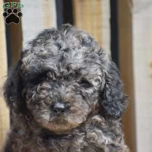 Atticus, Toy Poodle Puppy