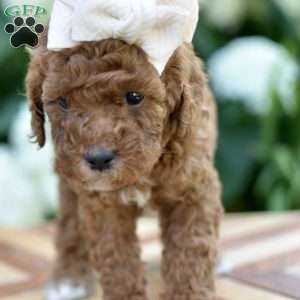 Aria, Mini Goldendoodle Puppy