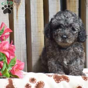 Atticus, Toy Poodle Puppy