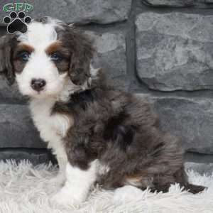 Bonnie, Mini Bernedoodle Puppy