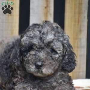 Atticus, Toy Poodle Puppy