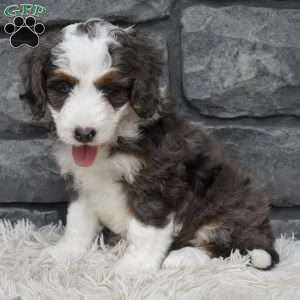 Bonnie, Mini Bernedoodle Puppy