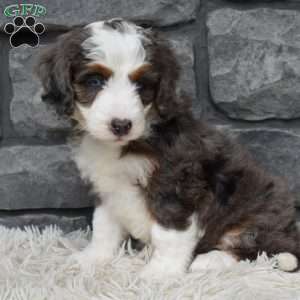 Bonnie, Mini Bernedoodle Puppy