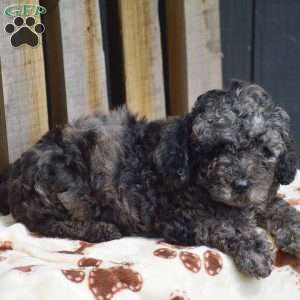Atticus, Toy Poodle Puppy