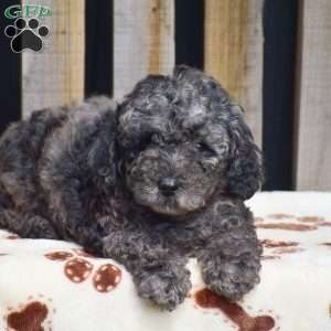 Atticus, Toy Poodle Puppy